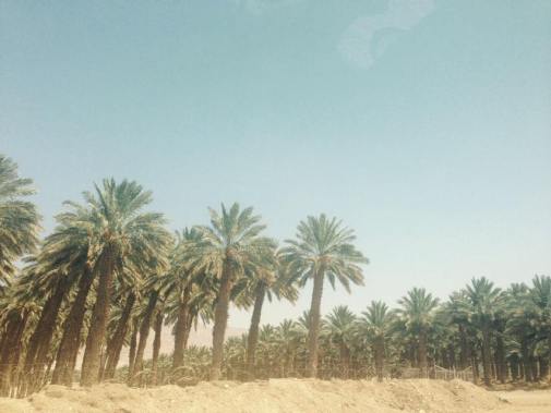 We drove by a Palm Tree Farm while driving to the Israel/Palestine Border